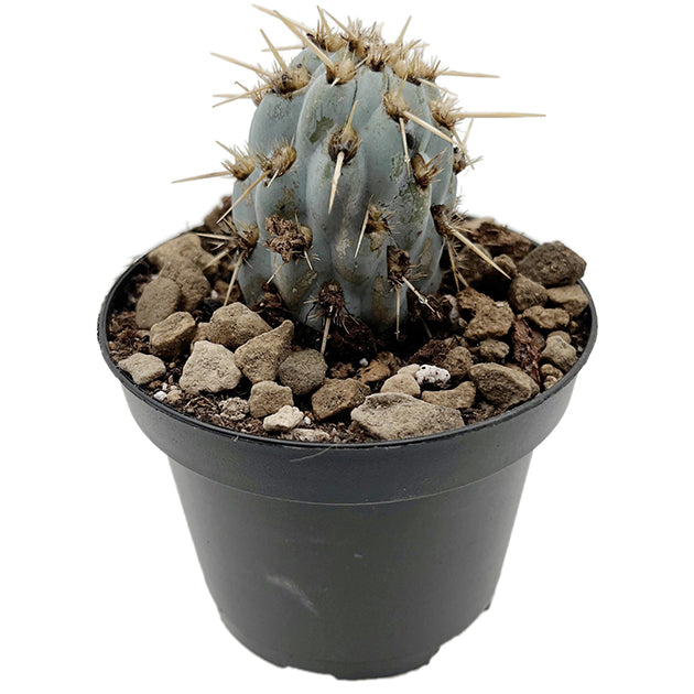 Miqueliopuntia miquelii - blauer Kaktus