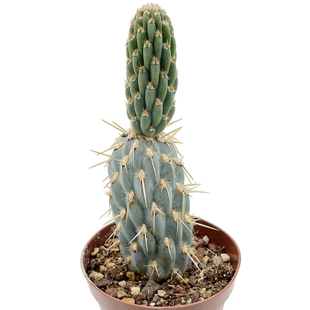 Miqueliopuntia miquelii - blauer Kaktus