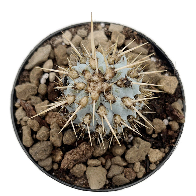 Miqueliopuntia miquelii - blauer Kaktus