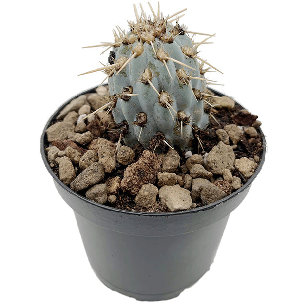 Miqueliopuntia miquelii - blauer Kaktus