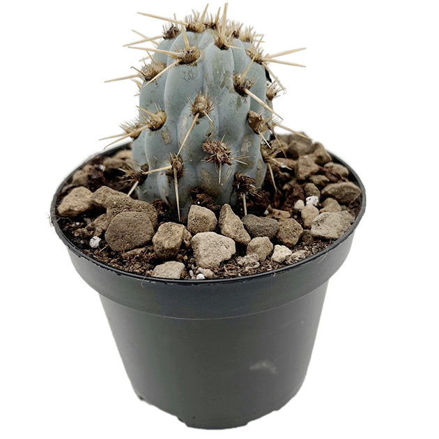 Miqueliopuntia miquelii - blauer Kaktus