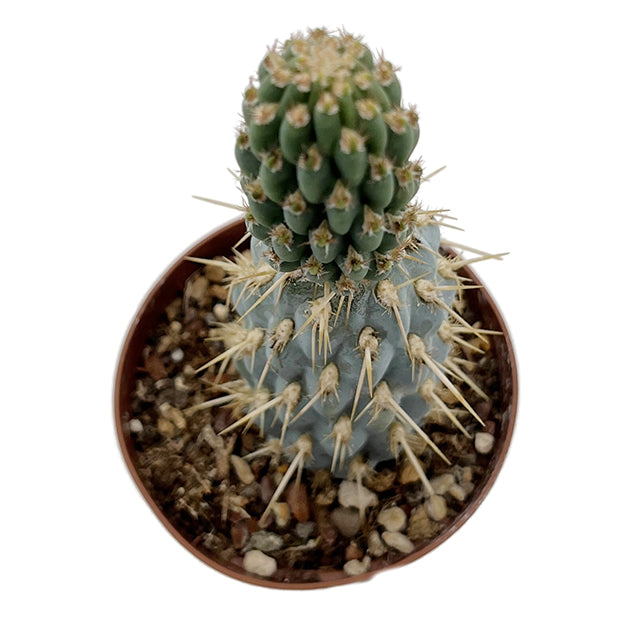 Miqueliopuntia miquelii - blauer Kaktus