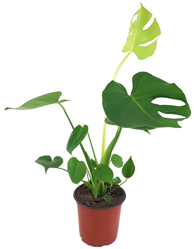 Monstera deliciosa - köstliches Fensterblatt