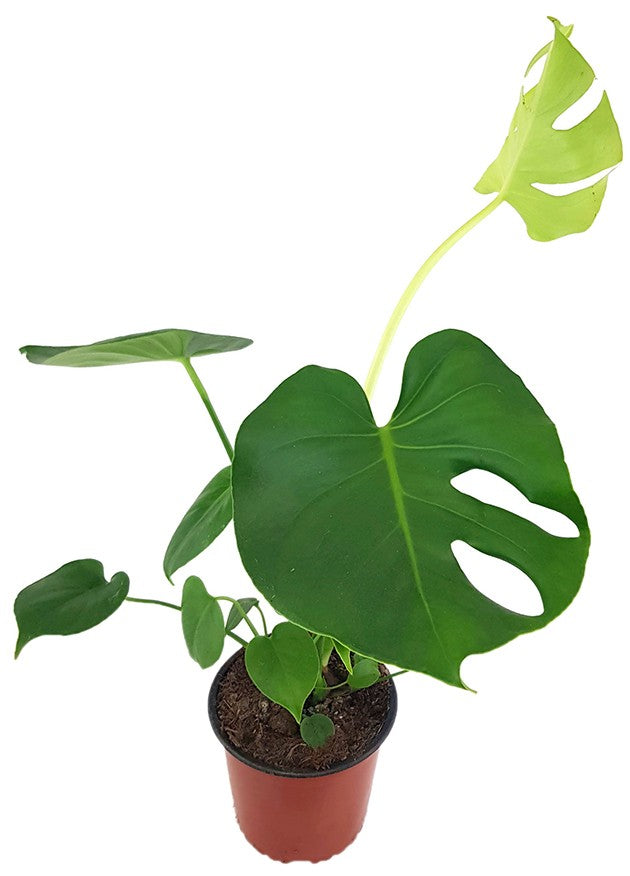 Monstera deliciosa - köstliches Fensterblatt