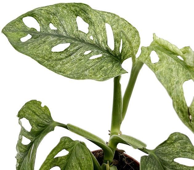 Monstera adansonii &quot;Mint&quot; - mintfarbenes Monkey Leaf