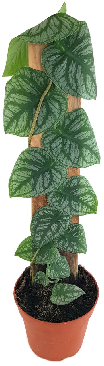 Monstera dubia - seltenes Fensterblatt