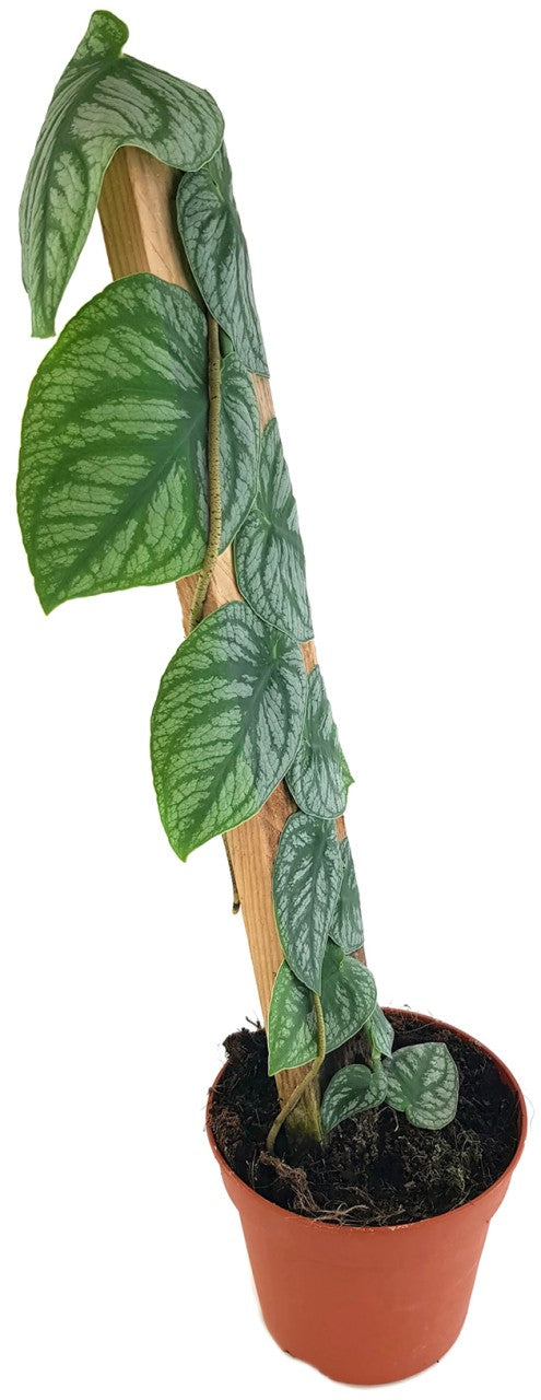 Monstera dubia - seltenes Fensterblatt