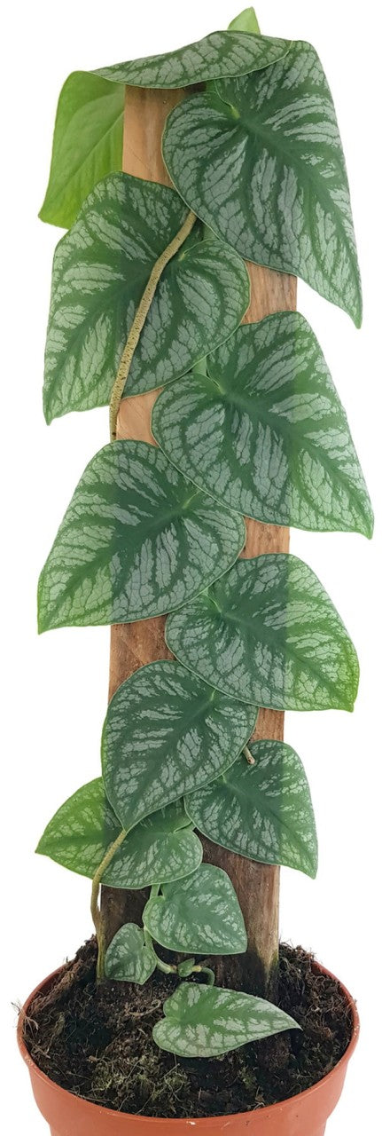 Monstera dubia - seltenes Fensterblatt