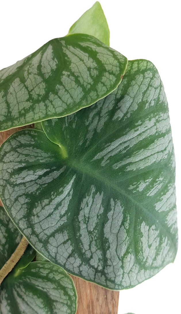 Monstera dubia - seltenes Fensterblatt