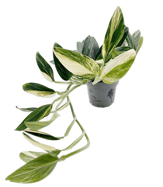 Monstera Standleyana "Aurea Variegata" - gelb panaschiertes Fensterblatt
