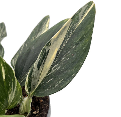 Monstera Standleyana "Aurea Variegata" - gelb panaschiertes Fensterblatt