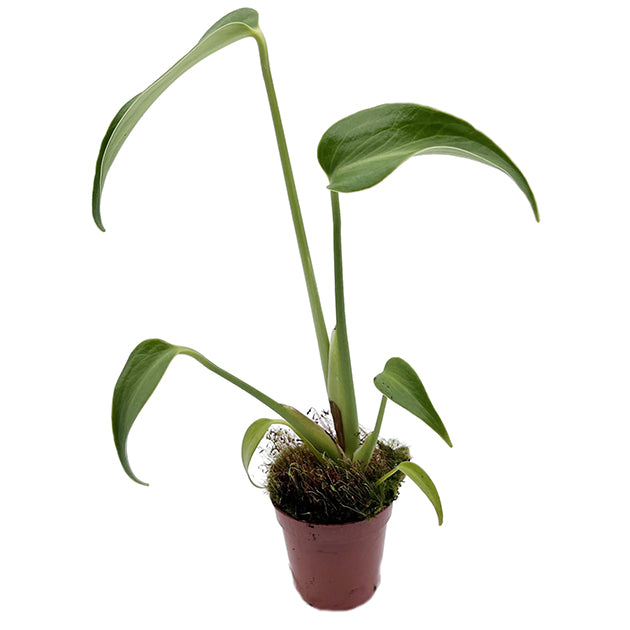 Monstera burle marx Flame - Fensterblatt