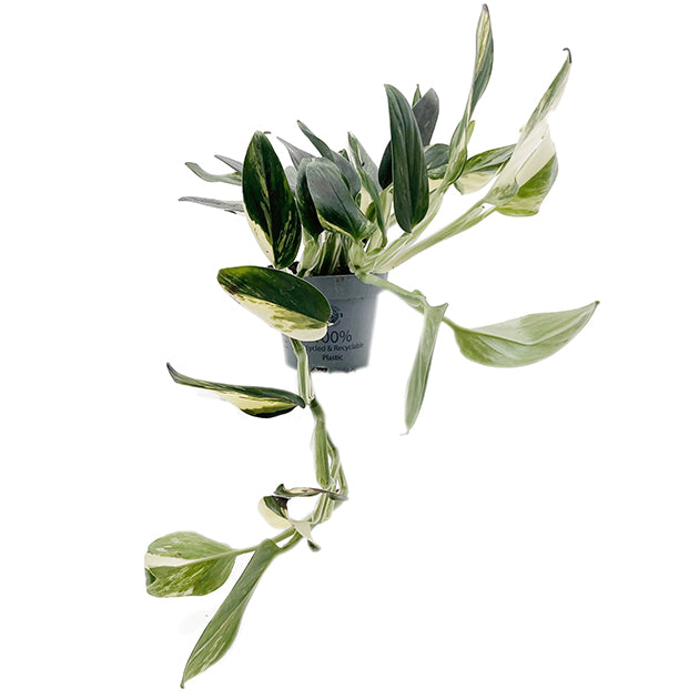 Monstera Standleyana "Aurea Variegata" - gelb panaschiertes Fensterblatt