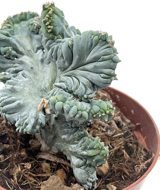 Myrtillocactus geometrizans "Cristat" - außergewöhnlicher Kaktus