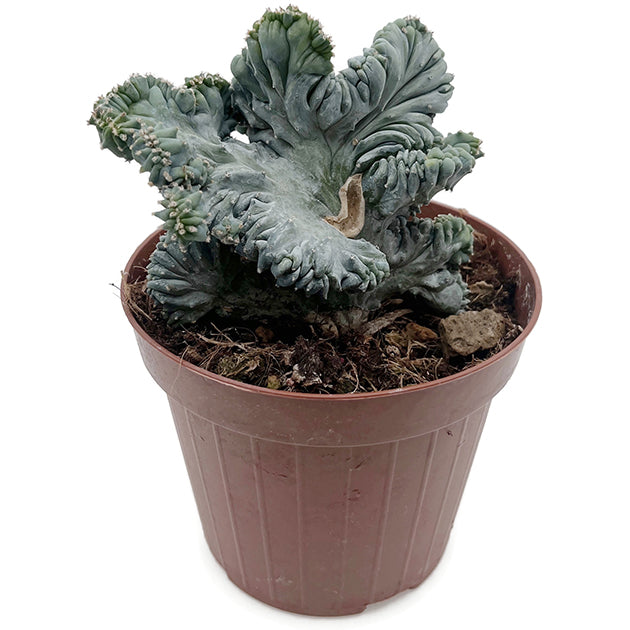 Myrtillocactus geometrizans "Cristat" - außergewöhnlicher Kaktus
