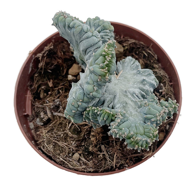 Myrtillocactus geometrizans "Cristat" - außergewöhnlicher Kaktus