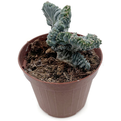 Myrtillocactus geometrizans "Cristat" - außergewöhnlicher Kaktus