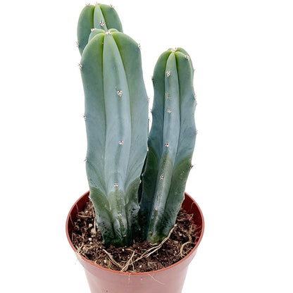 Myrtillocactus geometrizans - außergewöhnlicher Kaktus