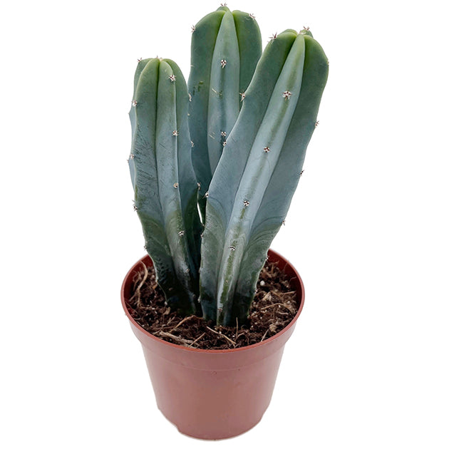 Myrtillocactus geometrizans - außergewöhnlicher Kaktus