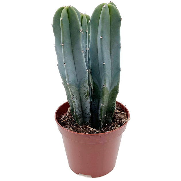 Myrtillocactus geometrizans - außergewöhnlicher Kaktus