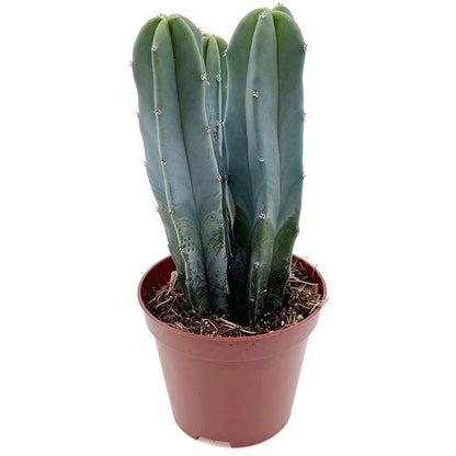 Myrtillocactus geometrizans - außergewöhnlicher Kaktus