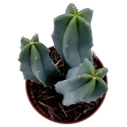 Myrtillocactus geometrizans - außergewöhnlicher Kaktus