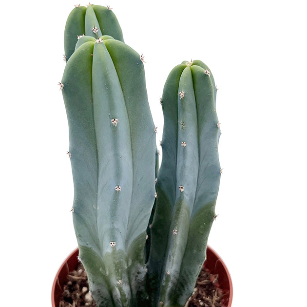 Myrtillocactus geometrizans - außergewöhnlicher Kaktus
