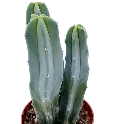 Myrtillocactus geometrizans - außergewöhnlicher Kaktus