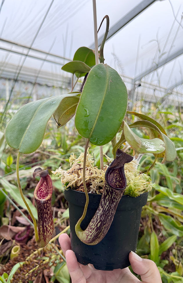 Nepenthes zakriana - seedgrown