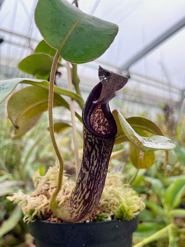 Nepenthes zakriana - seedgrown