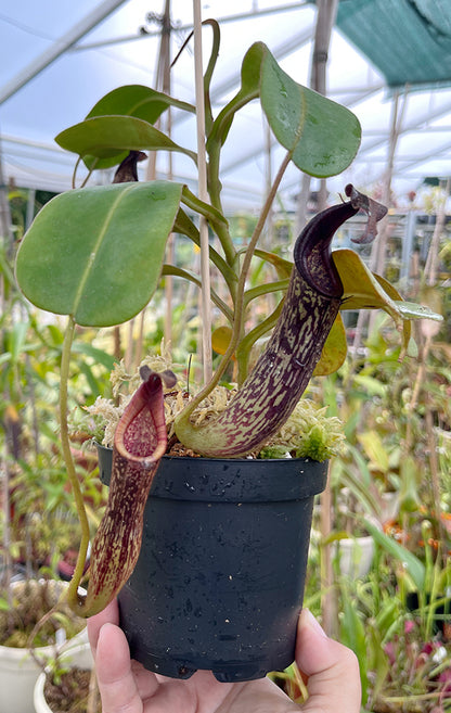 Nepenthes zakriana - seedgrown