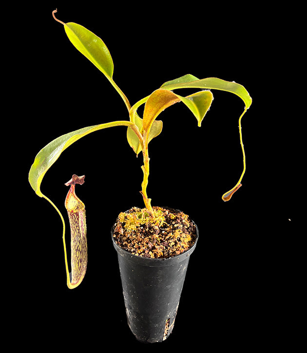 Nepenthes zakriana - seedgrown