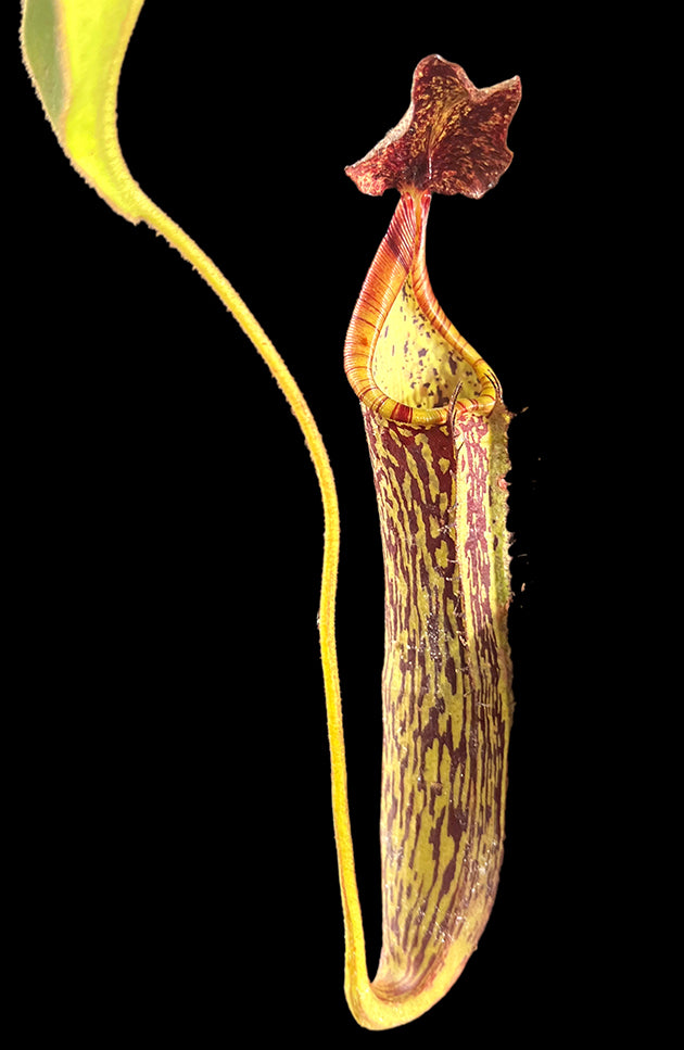 Nepenthes zakriana - seedgrown