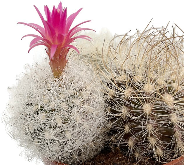 Neoporteria nidus f. senilis - behaarter Kaktus