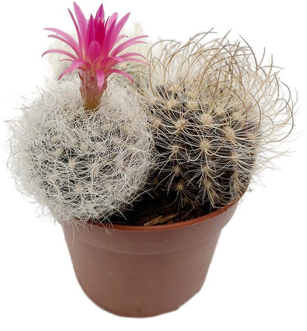 Neoporteria nidus f. senilis - behaarter Kaktus