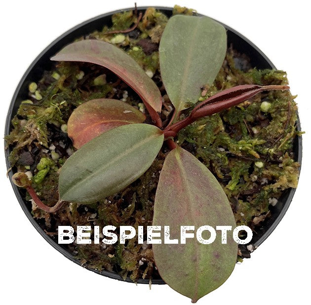 Nepenthes peltata BE-4613