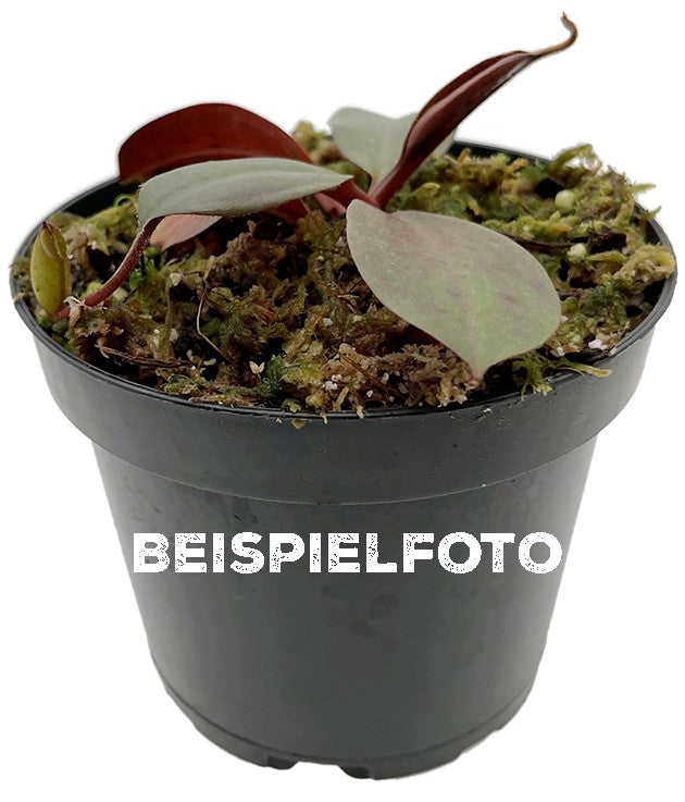 Nepenthes peltata BE-4613