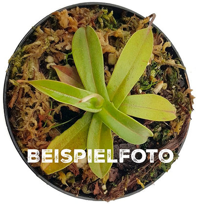 Nepenthes (lowii x macrophylla) x burbidgeae BE-4561