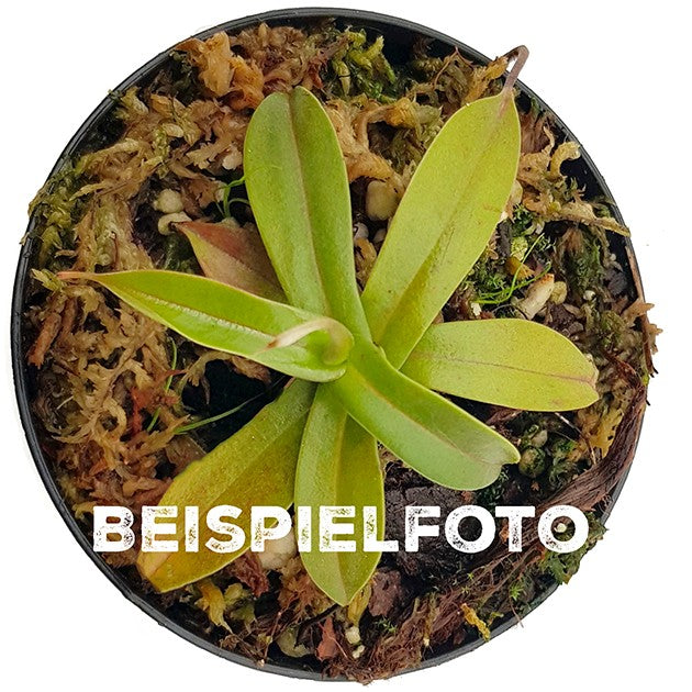 Nepenthes sibuyanensis x (veitchii x lowii) BE-4614
