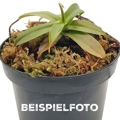 Nepenthes spectabilis x ampullaria BE-4587