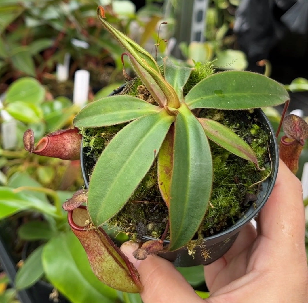 Nepenthes albomarginata x attenboroughii BE-4513