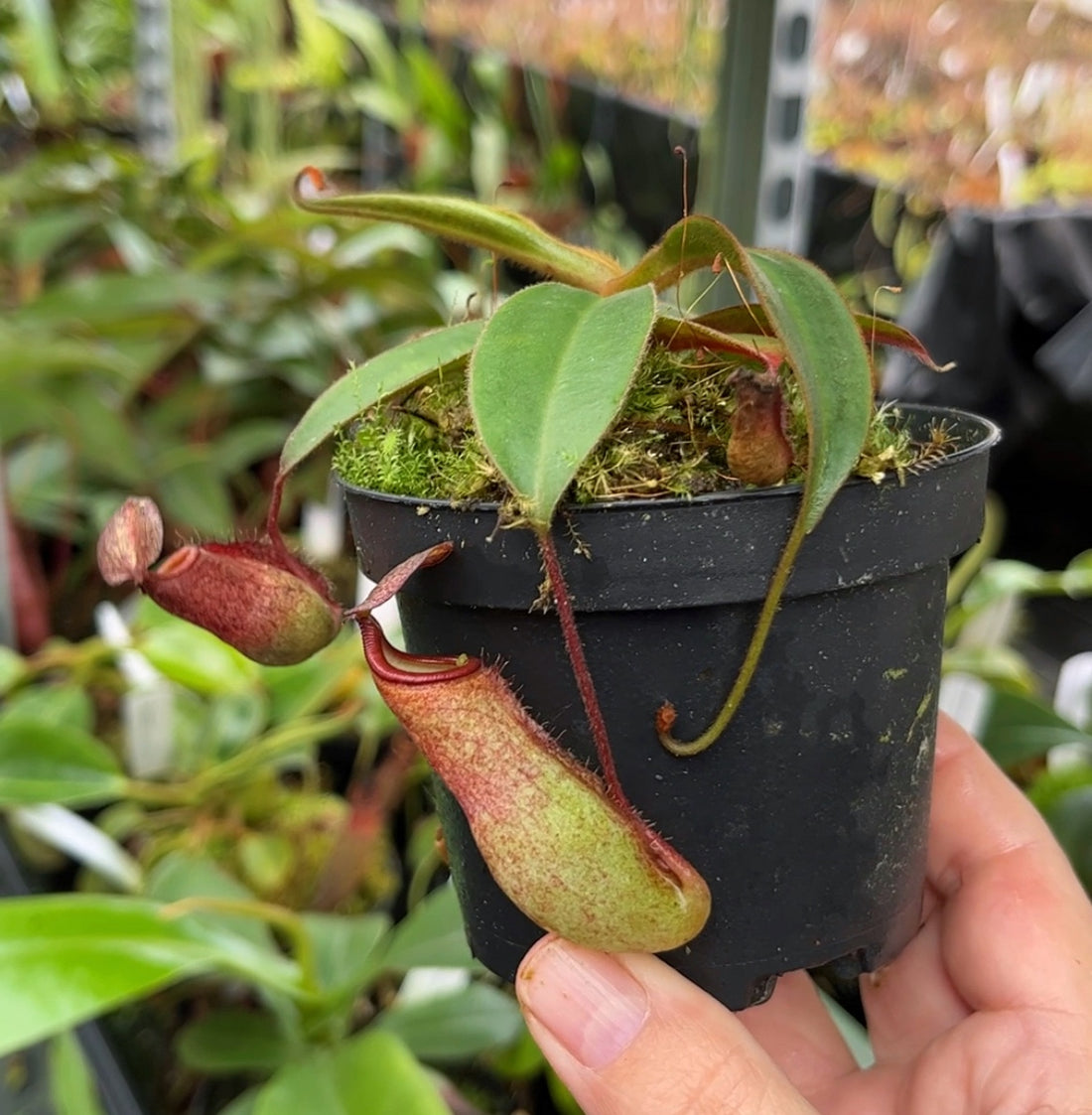 Nepenthes albomarginata x attenboroughii BE-4513