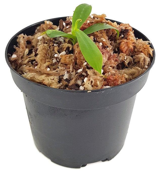 Nepenthes campanulata BE-3044