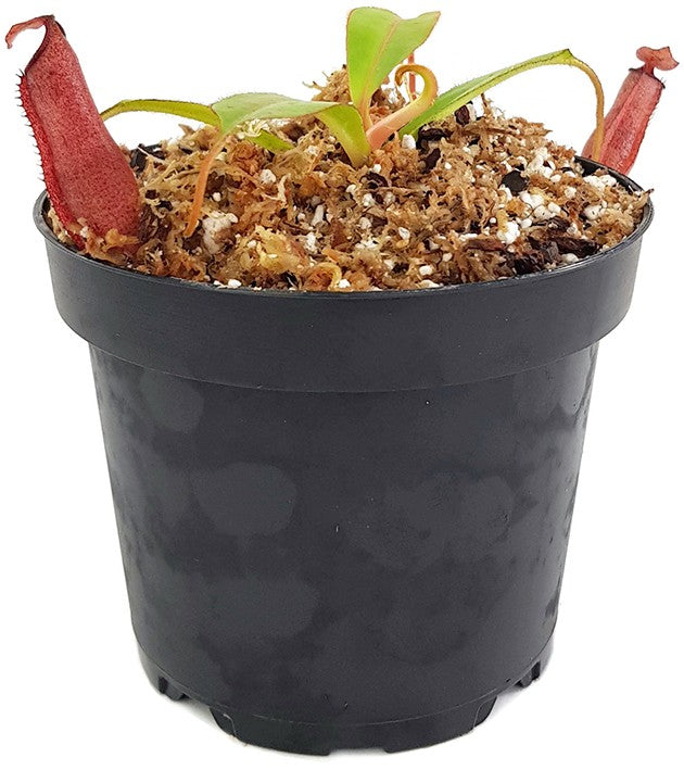 Nepenthes densiflora x (chaniana x veitchii) BE-3961