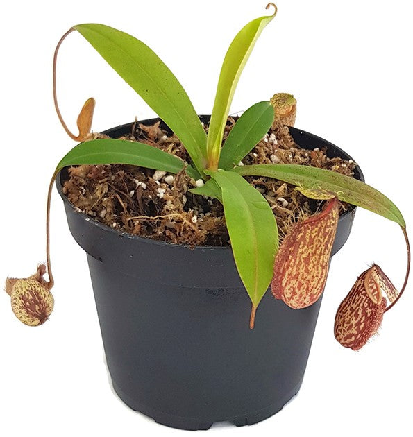 Nepenthes glabrata x hamata BE-4005