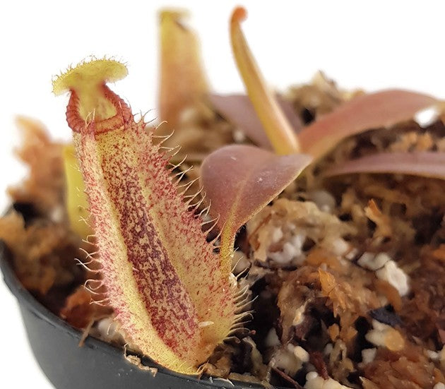 Nepenthes hamata x platychila BE-4043