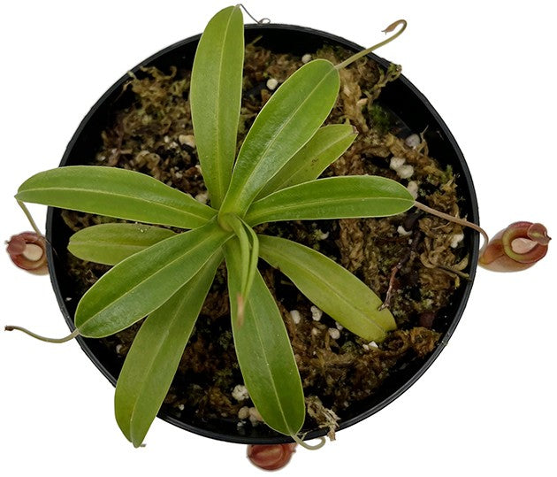 Nepenthes jacquelineae BE-3092