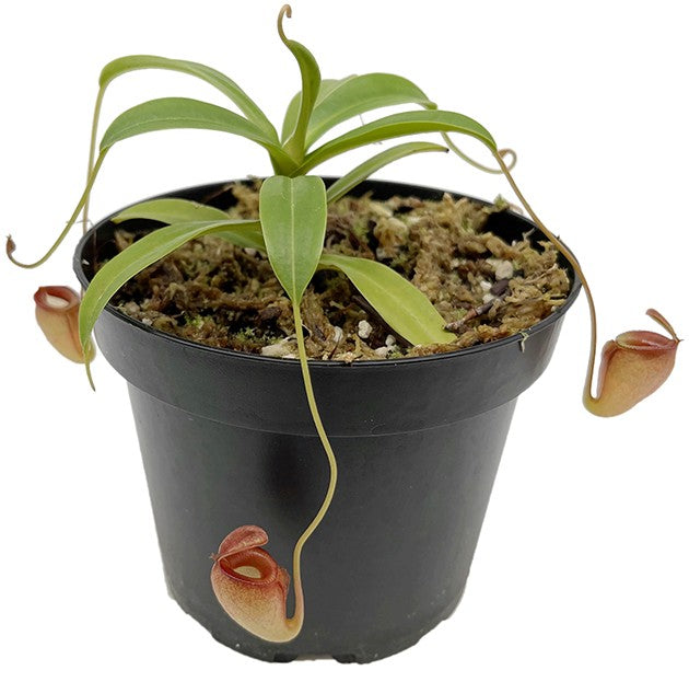 Nepenthes jacquelineae BE-3092