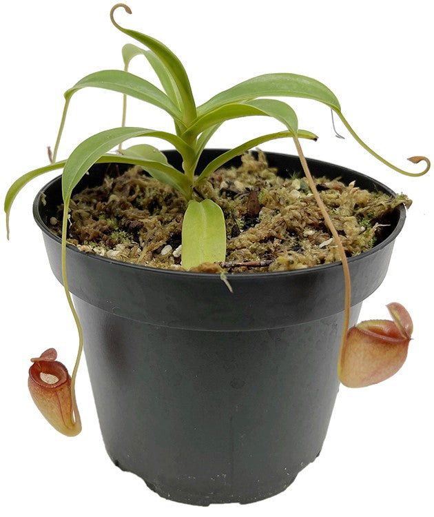 Nepenthes jacquelineae BE-3092