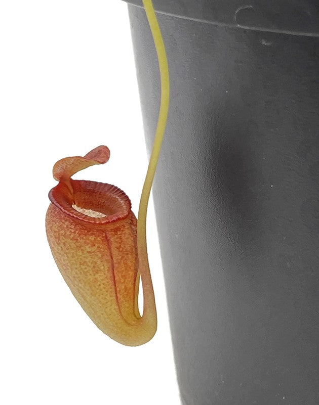 Nepenthes jacquelineae BE-3092